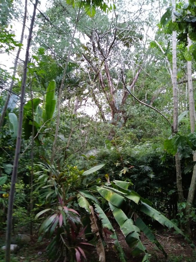 El Bosquecito